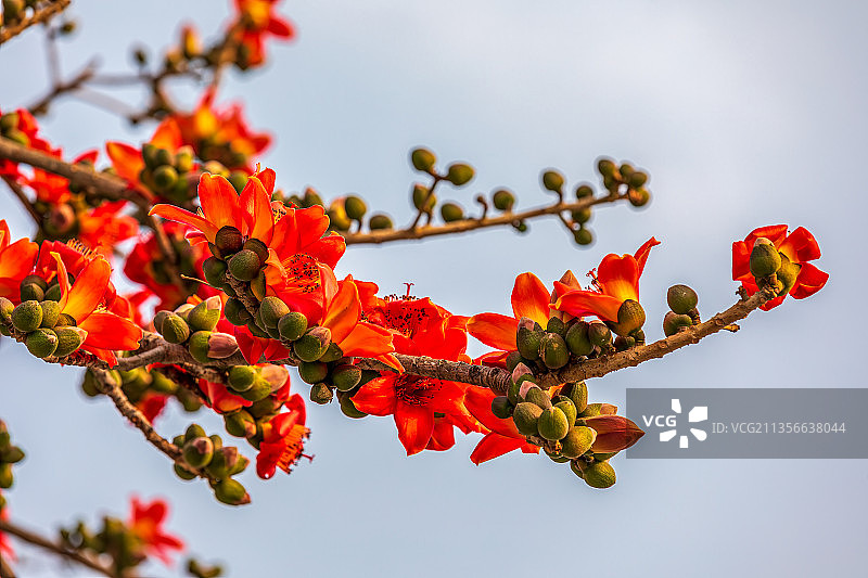 木棉花图片素材