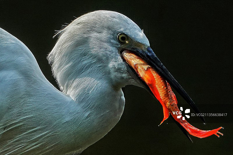 白鹭·红鱼图片素材