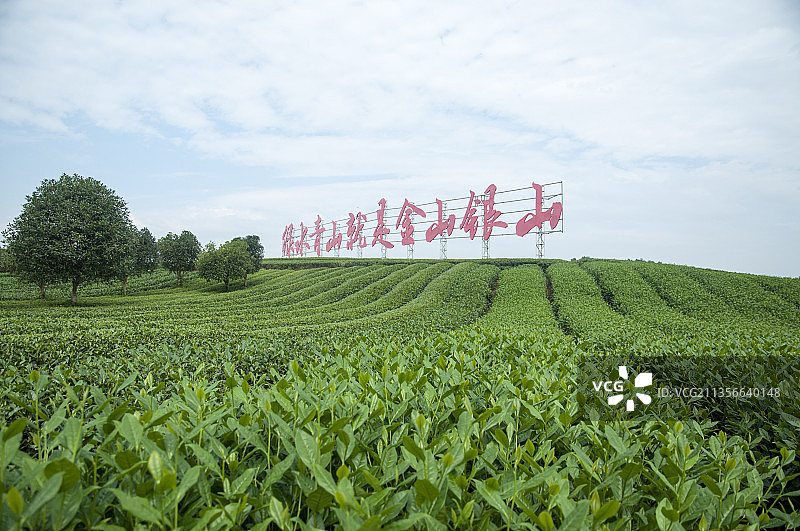 成都嘉竹绿茶园图片素材