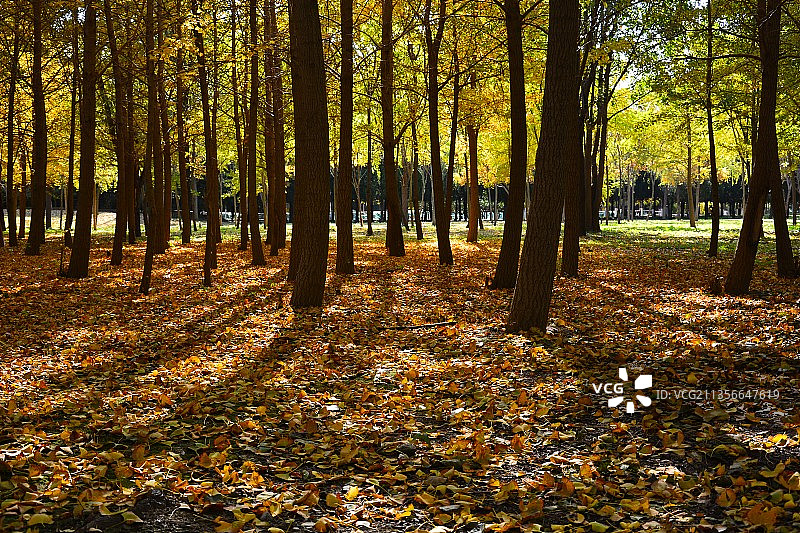 层林尽染图片素材