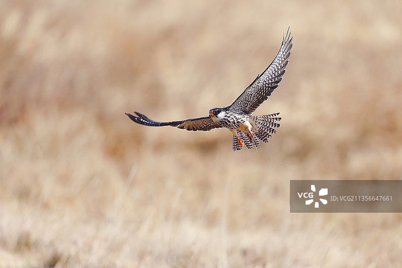 捕食者（红隼）图片素材