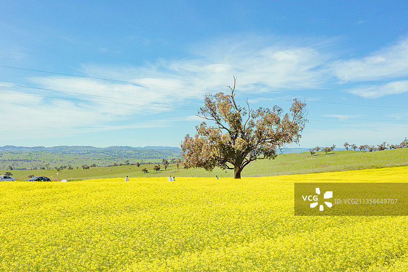 无人机拍摄蓝天白云下的金黄色的油菜花与树木图片素材