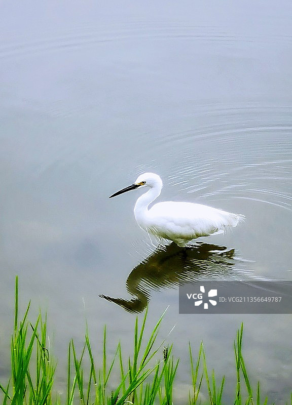 溪边白鹭（浣花溪自然生态一景）图片素材