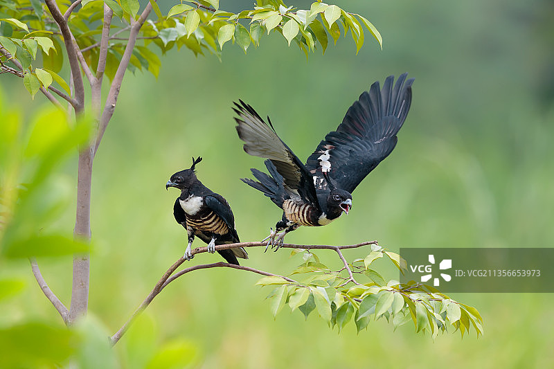 黑冠鹃隼《出双入对》图片素材