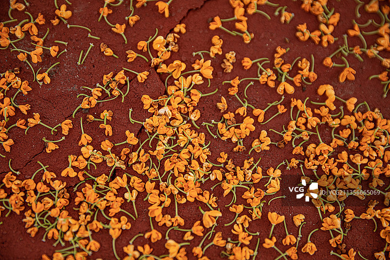 桂花桂花糕桂花糖桂花酒桂花蜜图片素材