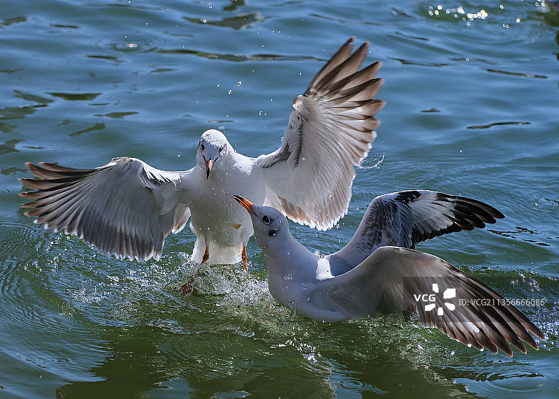 红嘴鸥图片素材