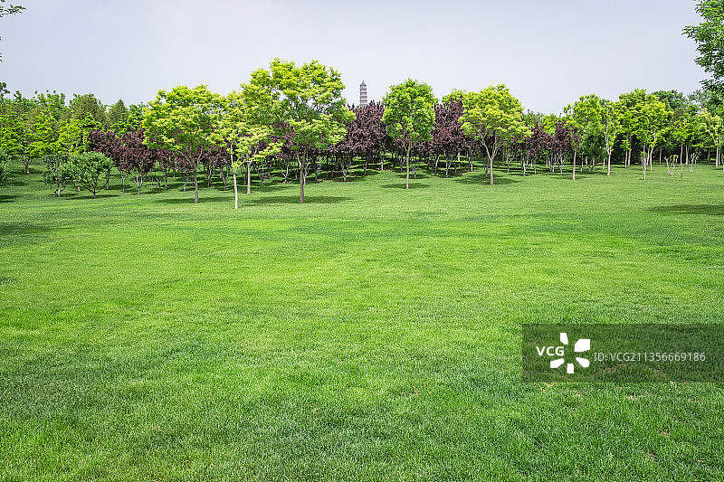 草地草坪绿地背景图片素材