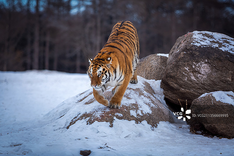东北虎出山图片素材