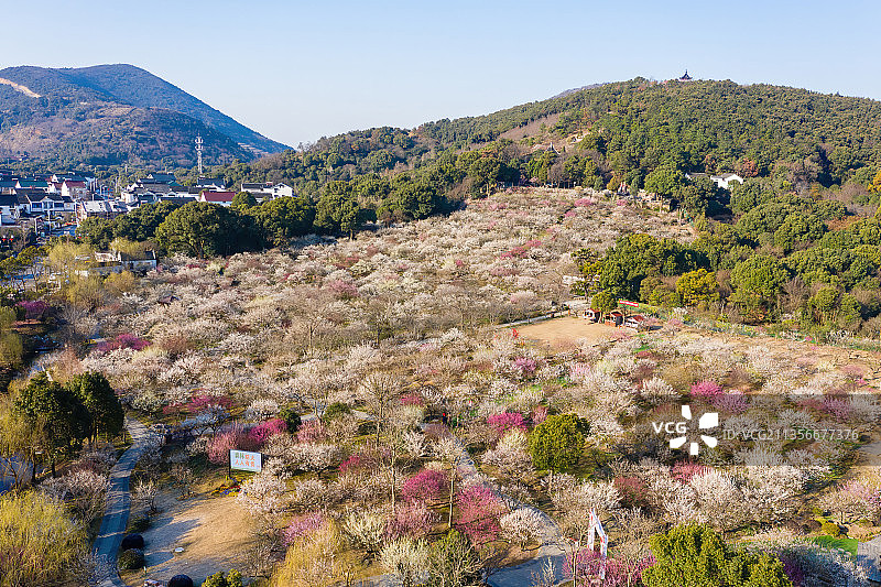 江苏苏州光福香雪海梅花航拍图片素材