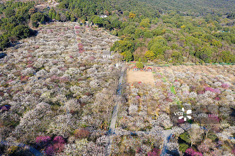 江苏苏州光福香雪海梅花航拍图片素材
