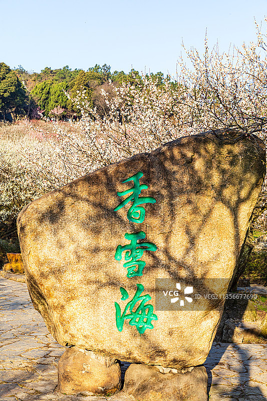 江苏苏州光福香雪海梅花开图片素材