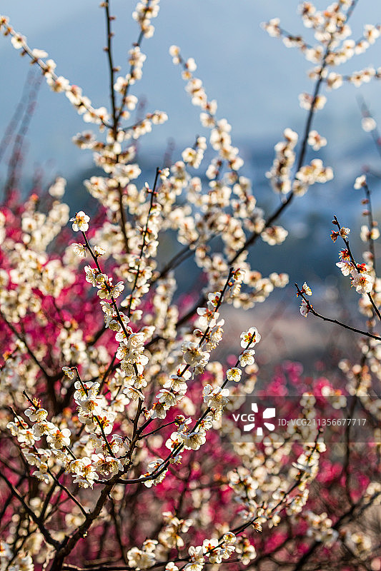 江苏苏州光福香雪海梅花开图片素材