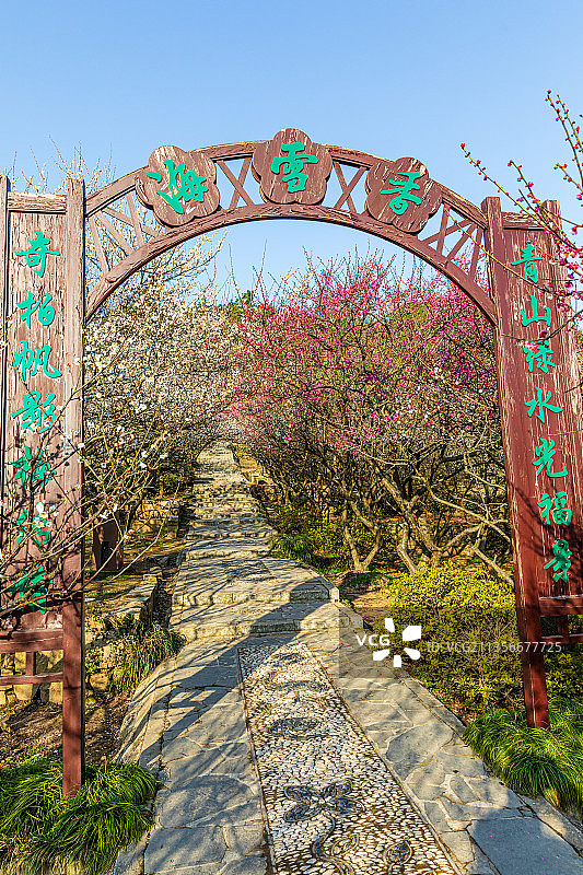 江苏苏州光福香雪海梅花开图片素材