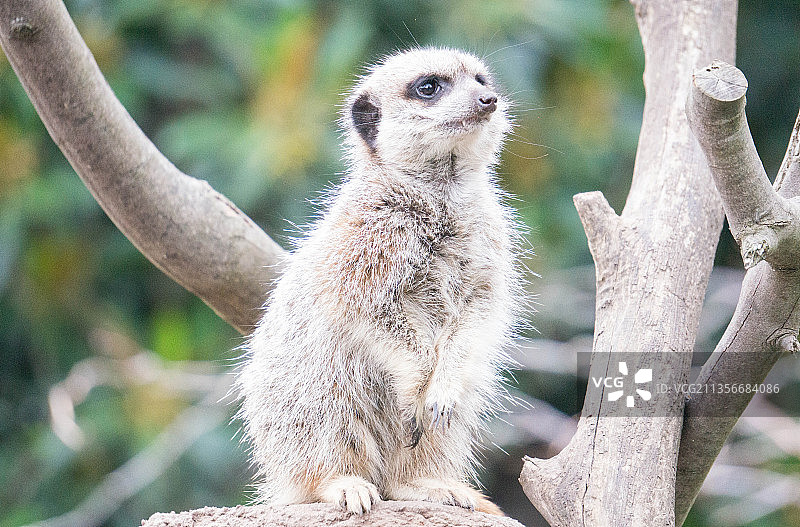澳大利亚墨尔本动物园拍摄的狐獴（猫鼬）图片素材