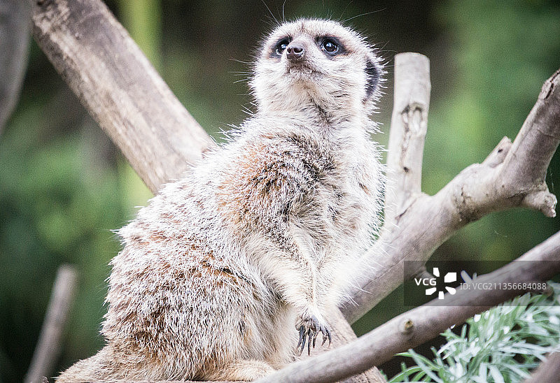 澳大利亚墨尔本动物园拍摄的狐獴（猫鼬）图片素材