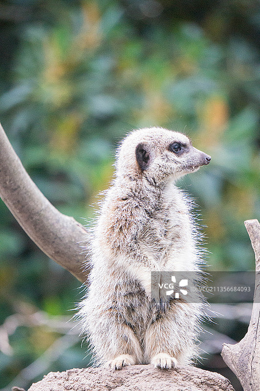 澳大利亚墨尔本动物园拍摄的狐獴（猫鼬）图片素材