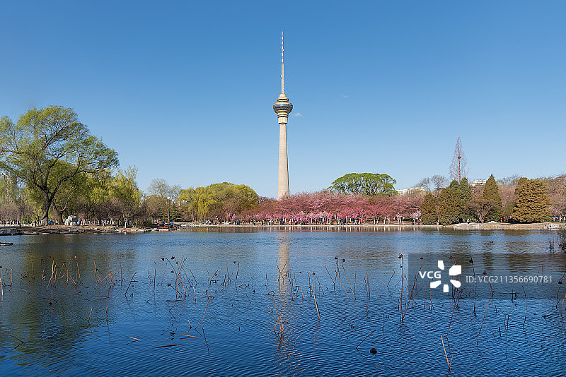 北京玉渊潭公园樱花和北京电视塔图片素材