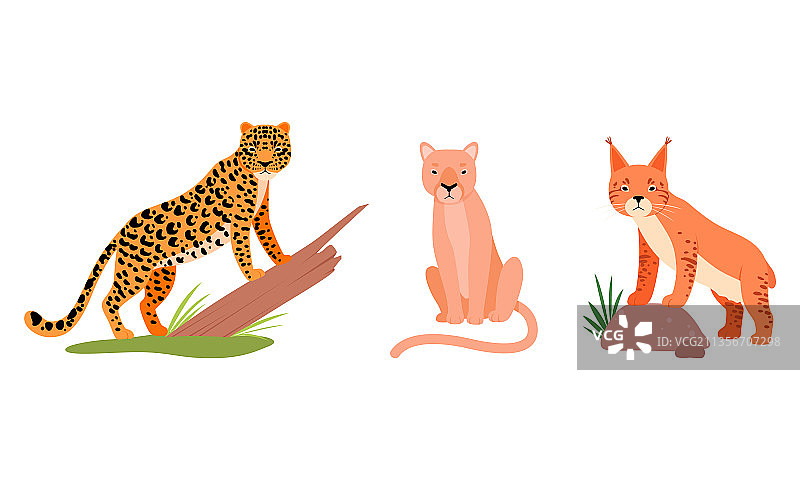 猫科动物或野生猫科动物，如食肉动物狮子图片素材