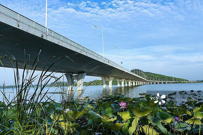 严西湖大桥荷花湖水图片素材