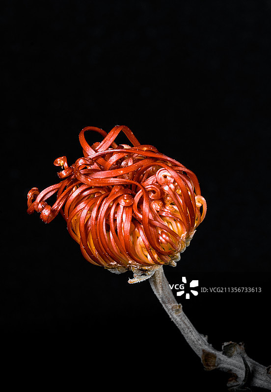 盛开的菊花图片素材