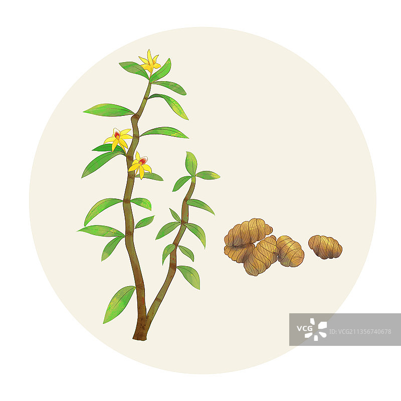 手绘水彩药材石斛图片素材