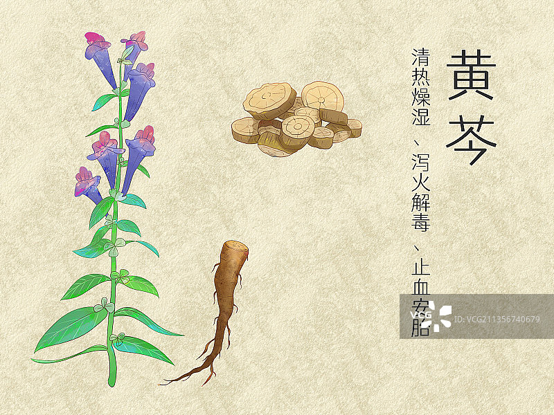手绘水彩中药药材黄芩插画图片素材