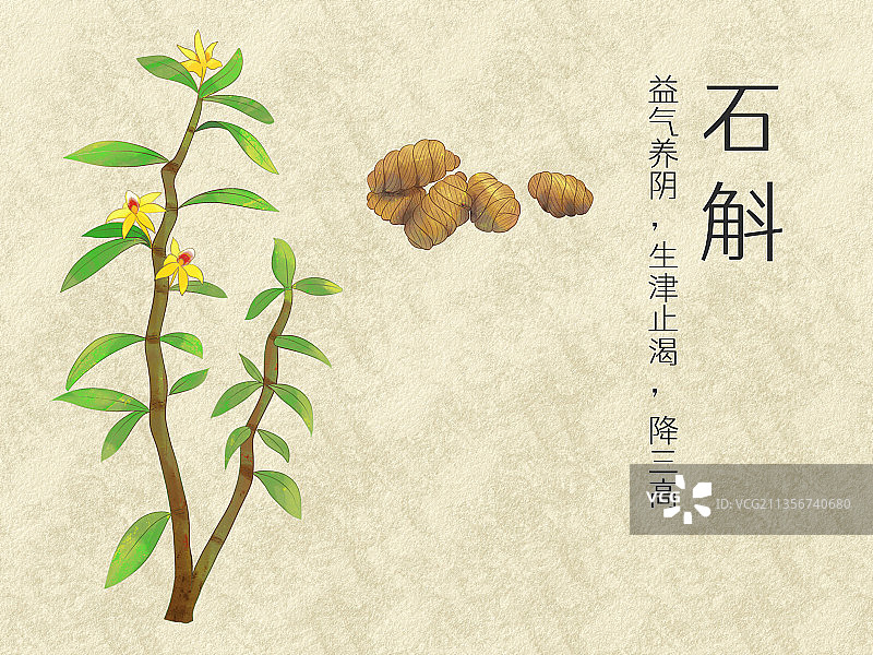 手绘水彩中药药材石斛插画图片素材