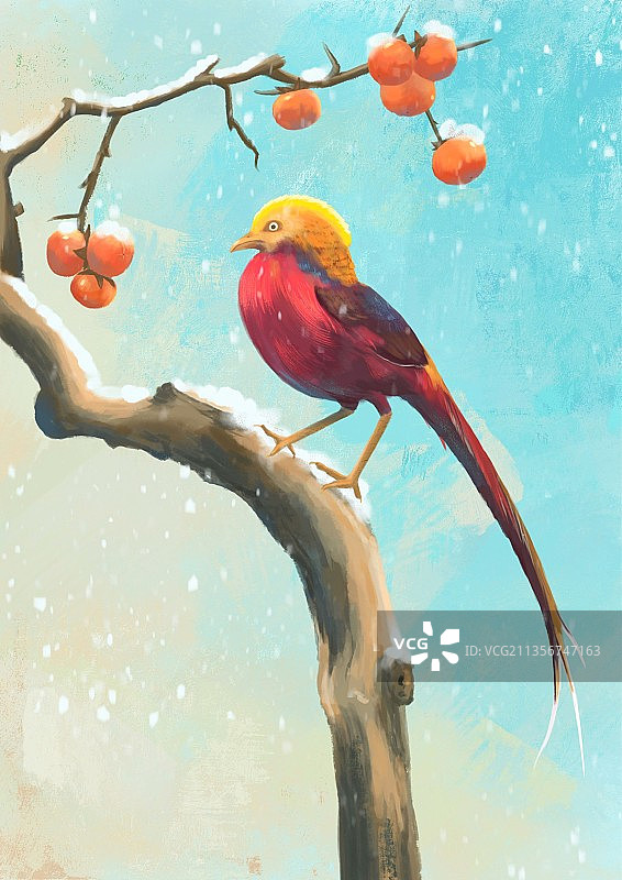 雪中的红腹锦鸡图片素材
