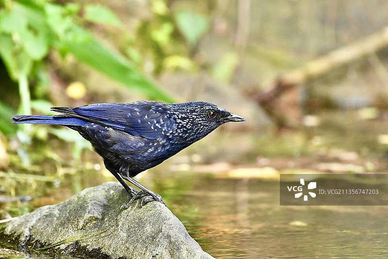 栩栩如生图片素材