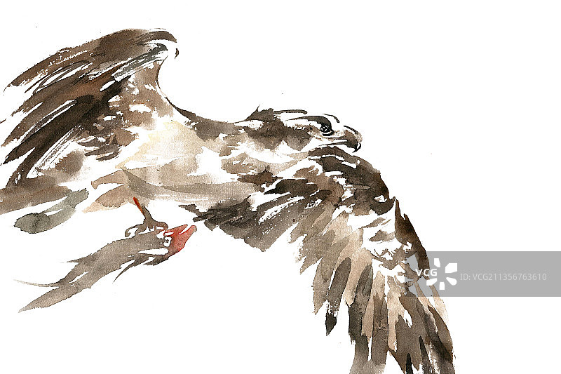 捕鱼的鹰图片素材