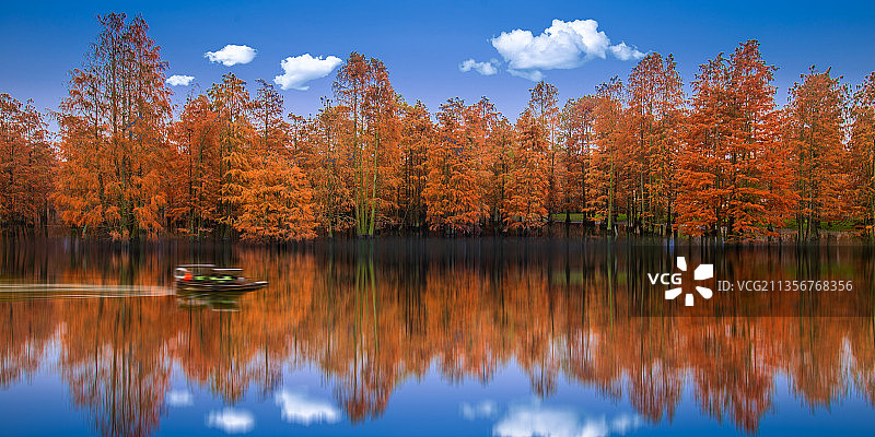 南京六合与安徽滁州交界的池杉湖秋色图片素材