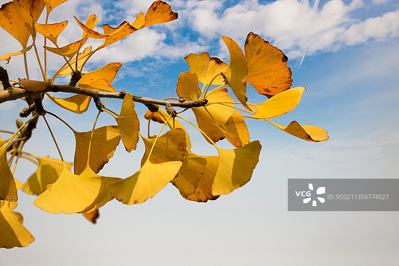 蓝天背景下的银杏树叶图片素材