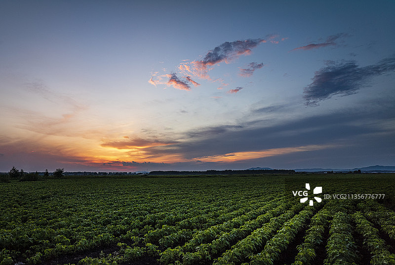 夕阳下茁壮成长的农作物图片素材