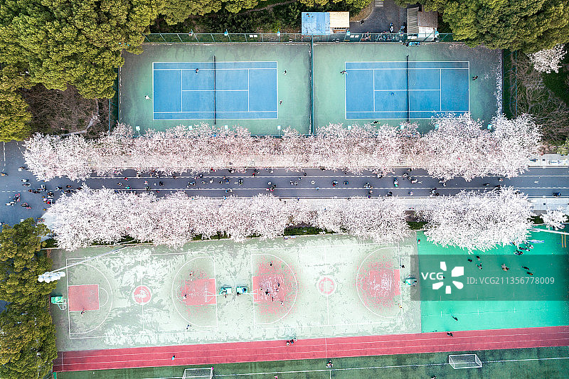 校园运动场,操场,球场,运动场,体育场,樱花图片素材