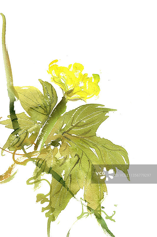 盛开的丝瓜花图片素材