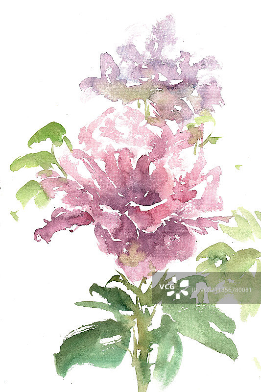 紫色的牡丹图片素材