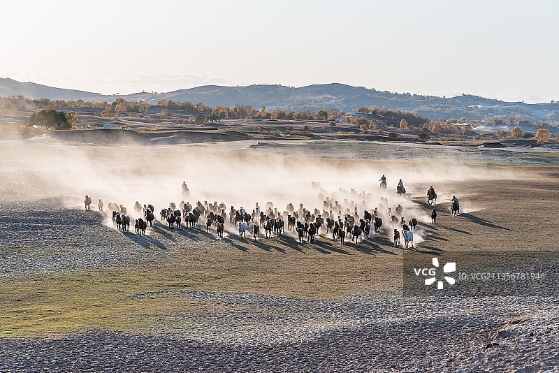 内蒙古赤峰乌兰布统草原赛马场奔跑的马群图片素材