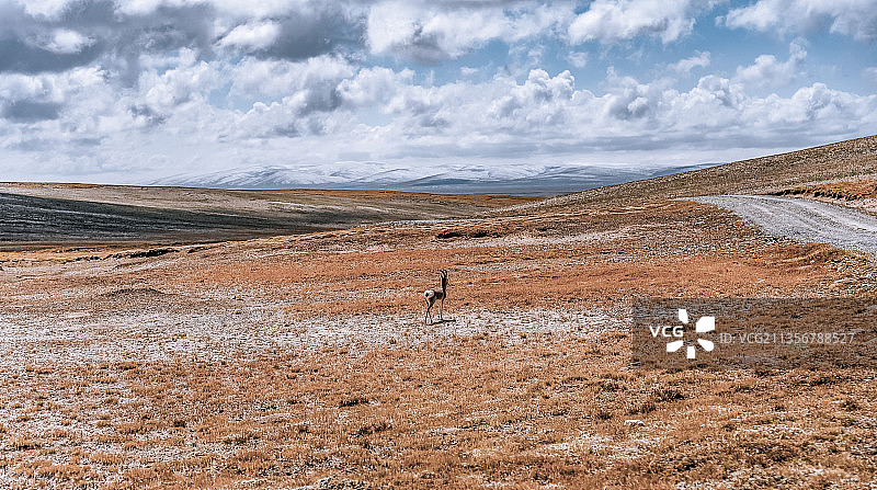 高原精灵图片素材