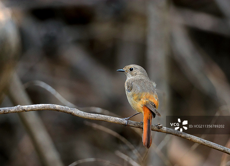 北红尾鸲图片素材