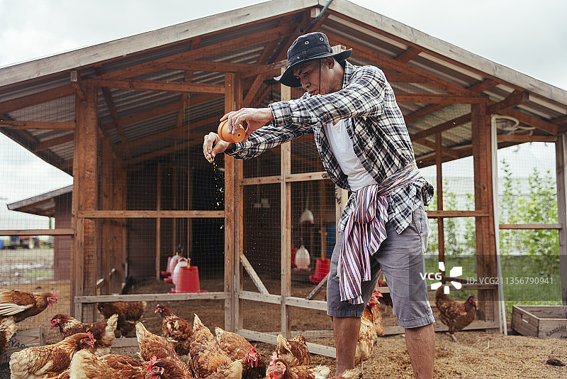 在当地农村农场，一位亚洲老人正在用谷物喂鸡。图片素材