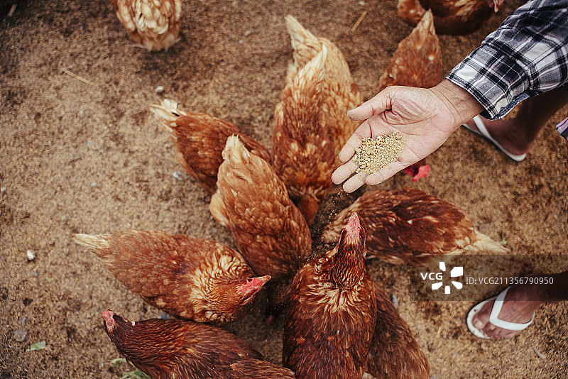 农民在室内农场用大米和谷物喂鸡的手。图片素材