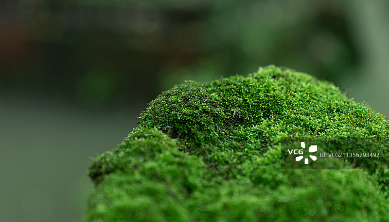 绿色青苔图片素材