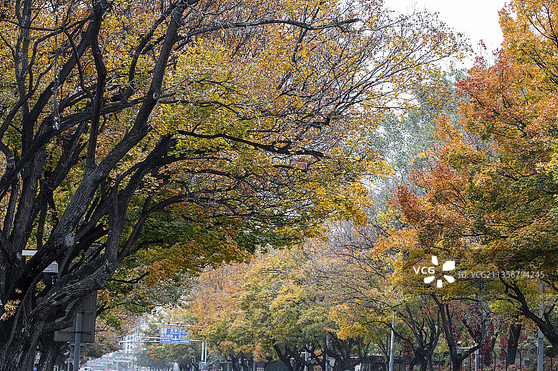 北京的秋天图片素材