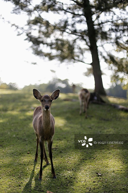 奈良梅花鹿全身正面肖像图片素材