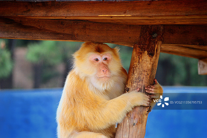 猴子 金色 抱 安静图片素材