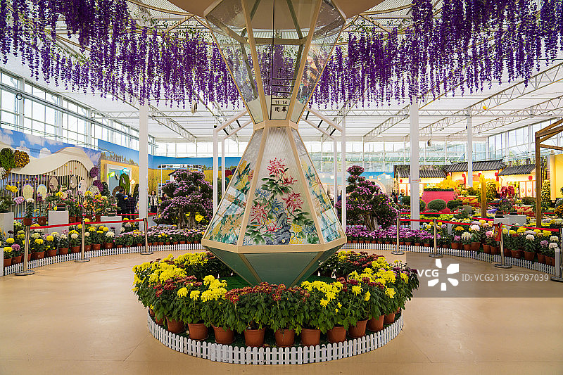 南京江宁菊花展图片素材