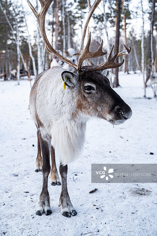 黑龙江漠河冬季风光图片素材