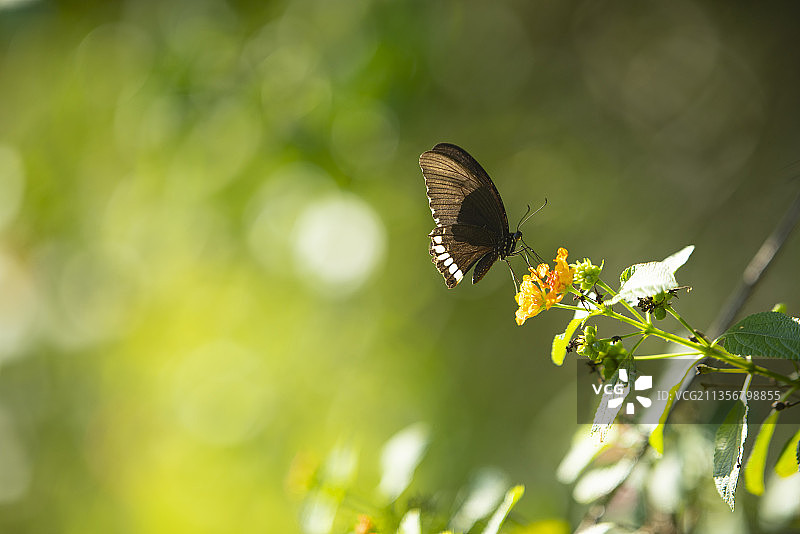 玉带凤蝶图片素材