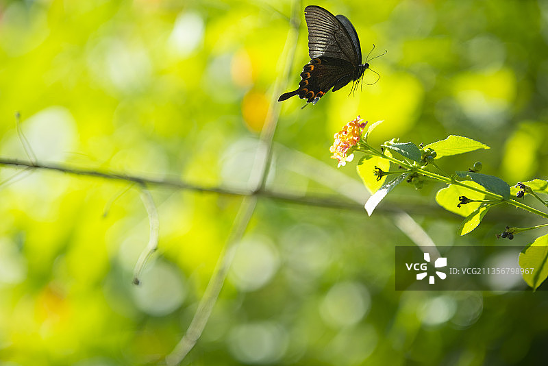 碧凤蝶图片素材