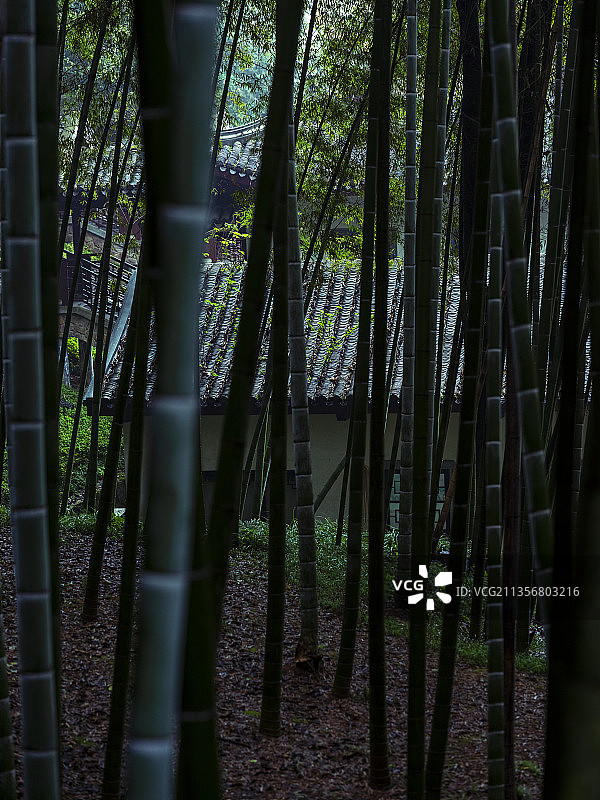 岳麓书院的竹林图片素材